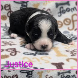 Justice - Black & white female Australian Shepherd puppy in Squaw Valley, California from A&M Australian Shepherds