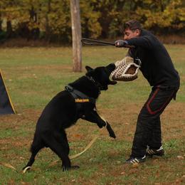German Shepherd All Grown Up from Vom Eisengeist German Shepherds