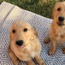 Golden Retrievers from San Tan Valley Goldens