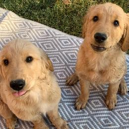 Golden Retrievers from San Tan Valley Goldens