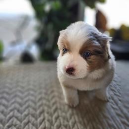 Yukon (orange boy ) - Red merle male Miniature American Shepherd puppy in Griswold, Connecticut from Flatrock's Mini American Shepherd's
