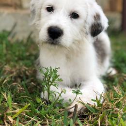 Cockapoo and Goldendoodle Puppies from Diva’s Darling Doodles