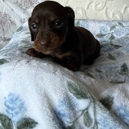 Whiskey - Chocolate and tan male Dachshund puppy in Temecula, California from Naomi Magee's Dachshund Kennel