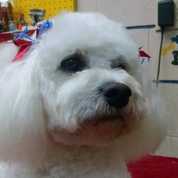 Rosie - Bichon Frise