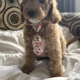 Bernedoodle, Cockapoo, and Goldendoodle Puppies from Avery Doodle Day LLC