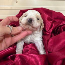 Ice - Parti male Goldendoodle puppy in Cherry Tree, Pennsylvania from Plum Creek Acres Next Generation