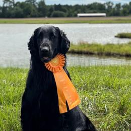 Niko - Flat-Coated Retriever