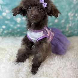 Lil Cassie - Brown female Poodle puppy in Newcomerstown, Ohio from Sheri’s Lil Angel’s