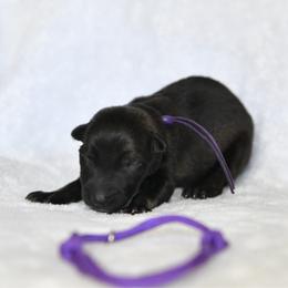 Purple - Sable female German Shepherd puppy in Louisburg, North Carolina from C6 Ranch & Shepherds