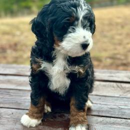 Jane - Tri-color female Bernedoodle puppy in Washougal, Washington from Sandy Creek Bernedoodles