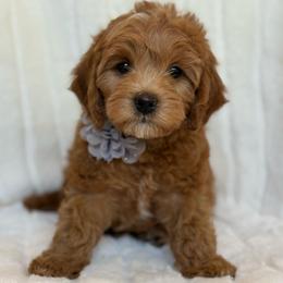 Toby (15-18 lbs full grown) - Apricot male Goldendoodle puppy in Phelan, California from High Desert Doodles - the original