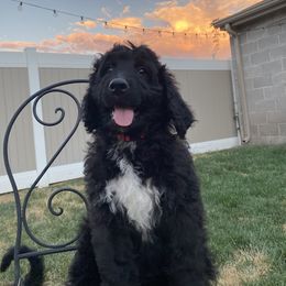 Bernedoodle Puppies from Doggy Darlins