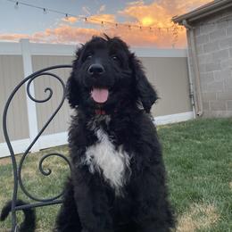 Bernedoodle Puppies from Doggy Darlins