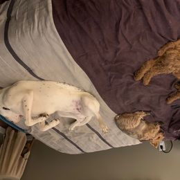 Poodle Puppies from Barren Bluff Kennels