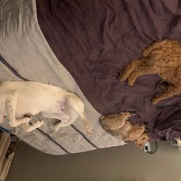 Poodle Puppies from Barren Bluff Kennels