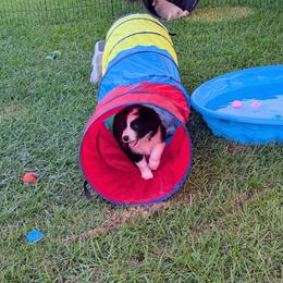 Border Collie Puppies from Double4farms
