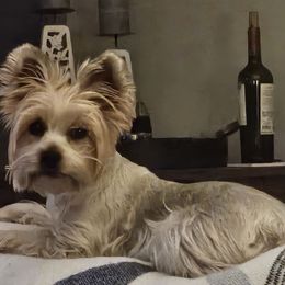 Penne - Yorkshire Terrier