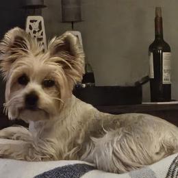 Penne - Yorkshire Terrier