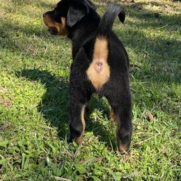 German Shepherd, Pembroke Welsh Corgi, and Rottweiler Puppies from Blitzenhaus Working Dogs