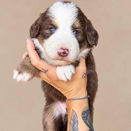 Gillian - female Australian Mountain Doodle puppy in Savannah, Missouri from Rose Creek Mini Aussies and doodles