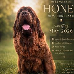 Honey - Newfoundland