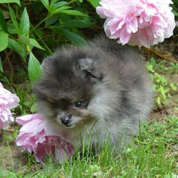 Pomeranian Puppies from A&M Pomeranians