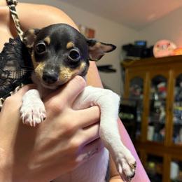 Pup L2 - White black and tan male Toy Fox Terrier puppy in Clermont, Florida from Debbie Hiles's Toy Fox Terriers