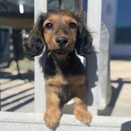 Dachshund Puppies from Aster Creek Kennel