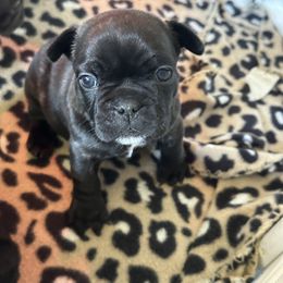 French Bulldog Puppies from KT’s Fabulous Frenchies