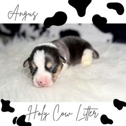 Angus - Black and tan male American Corgi puppy in Greenwood, Indiana from Witch Creek Corgis