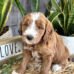 Lizzy - Caramel red Labradoodle puppy in Chelan, Washington from North Cascades Doodles