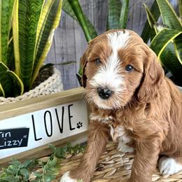 Lizzy - Caramel red Labradoodle puppy in Chelan, Washington from North Cascades Doodles