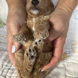 Goldendoodle Puppies from Cassie Farms