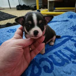 Remmi - Black and tan male Chihuahua puppy in Ashtabula, Ohio from Paw's & Awe's Chihuahuas