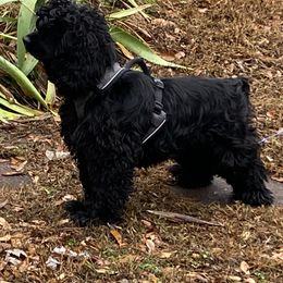 Grizzly - Black and white male Cocker Spaniel puppy in Greenville, South Carolina from Chantels Spaniels