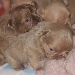 French Bulldog puppies from Limited Edition Bulldogs