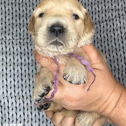 Nebula (purple) - Golden female Golden Retriever puppy in Argyle, Texas from Skarlotte Goldens, LLC