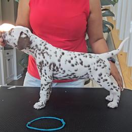 Dalmatian Puppies from Spotted Theory