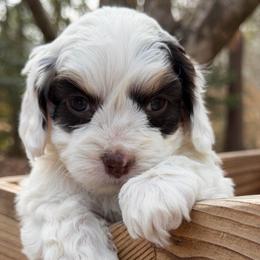 Smitten (Purple collar) - Tri-color female Australian Labradoodle puppy in Mount Gilead, North Carolina from Tillery Labradoodles