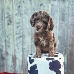Rose - Merle female Labradoodle puppy in Elizabeth City, North Carolina from Howdy Doodles