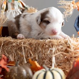 Rad - Red merle male Miniature American Shepherd puppy in Groesbeck, Texas from Epic Miniature American Shepherds