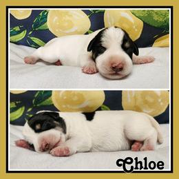 Chloe - Parti female Miniature Schnauzer puppy in Lebanon, Missouri from Cedar Glades Canines
