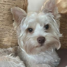 Bentley - Yorkshire Terrier