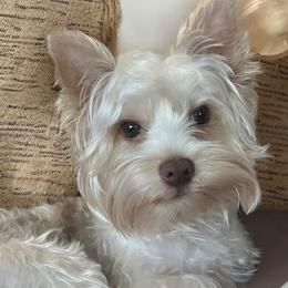Bentley - Yorkshire Terrier