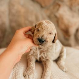 Thomas - Apricot male Goldendoodle puppy in Yukon, Oklahoma from Bows and Ties Doodles, LLC