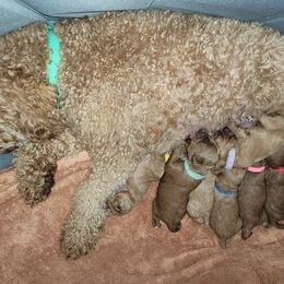 Cavapoo Puppies from Prince Pups