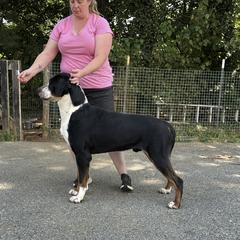 DAX - Greater Swiss Mountain Dog