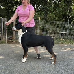 DAX - Greater Swiss Mountain Dog