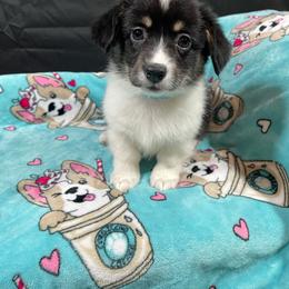 Tulip - Black and tan female Pembroke Welsh Corgi puppy in Barstow, California from Caldwell’s Corgis of Southern California