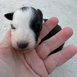 Star - Black and white female Shetland Sheepdog puppy in Kerville, Texas from Cedar Hill Kennels
